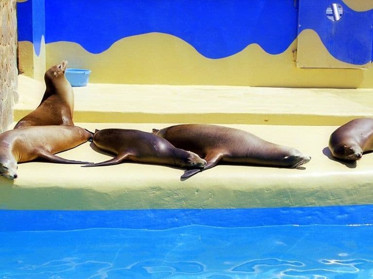 activities-marineland-mallorca