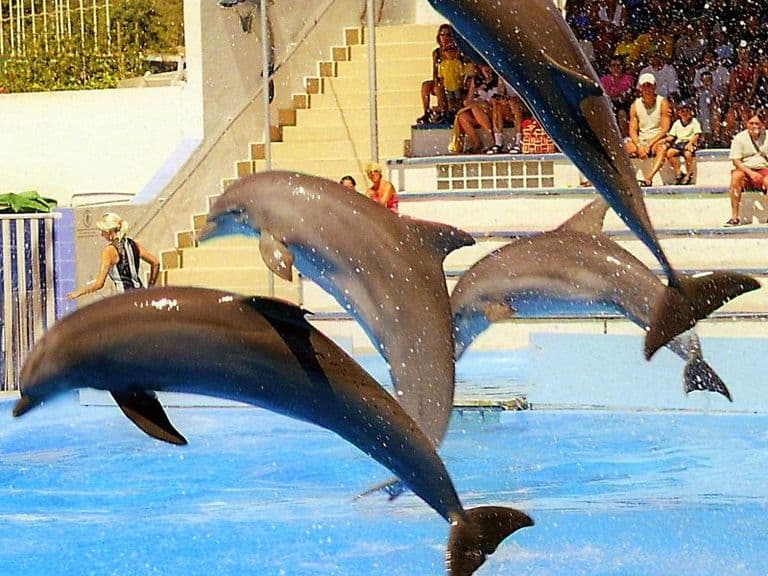 activities-marineland-mallorca