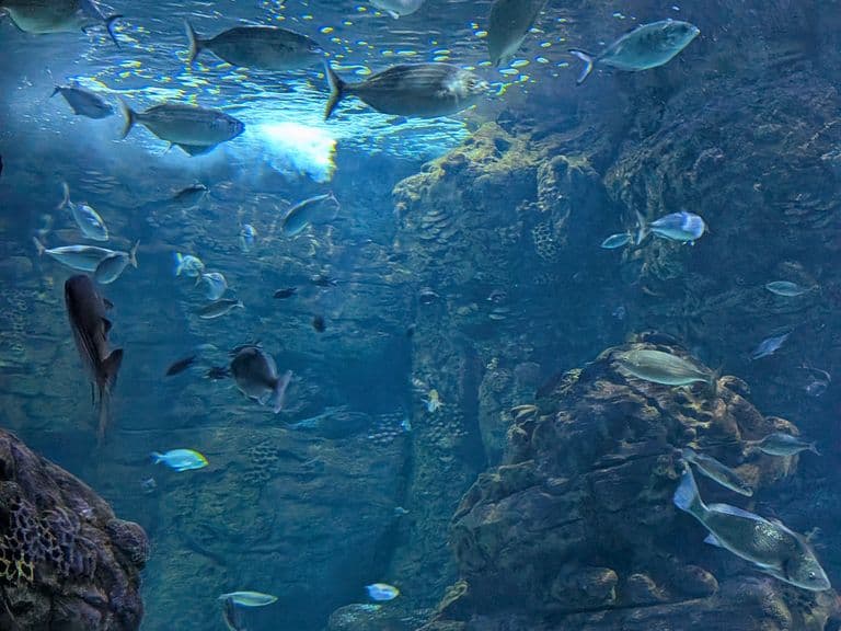 activities-aquarium-cabrera