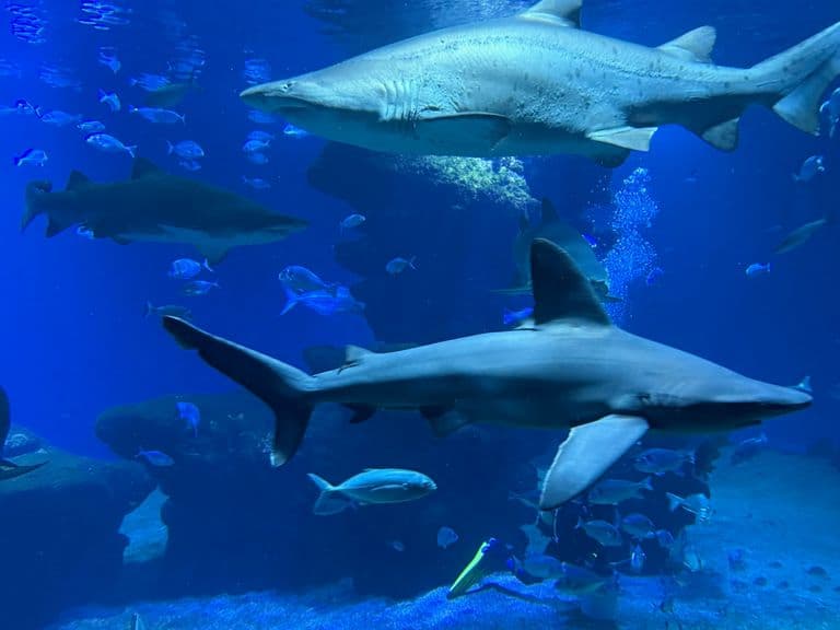 activities-palma-aquarium