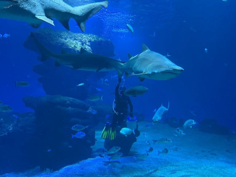 activities-palma-aquarium