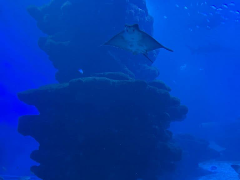 activities-palma-aquarium