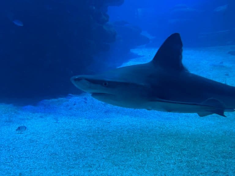 activities-palma-aquarium
