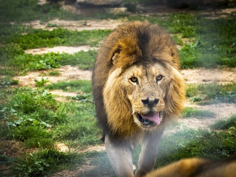 activities-safari-mallorca