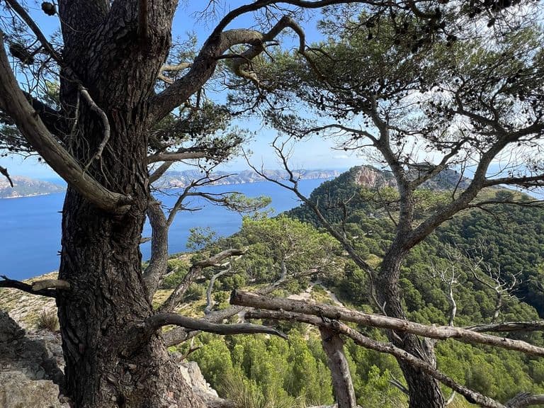 activities-talaia-dalcudia