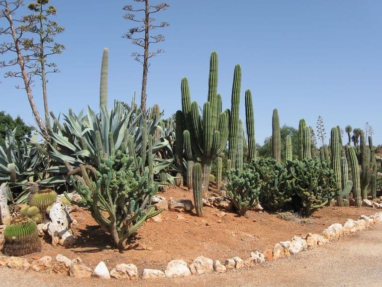 activities-botanicactus