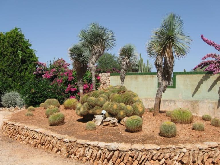 activities-botanicactus