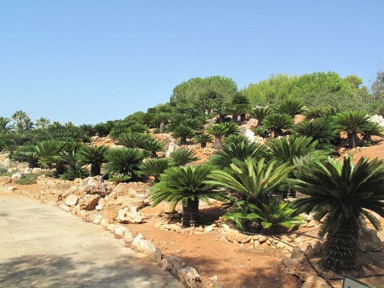 activities-botanicactus