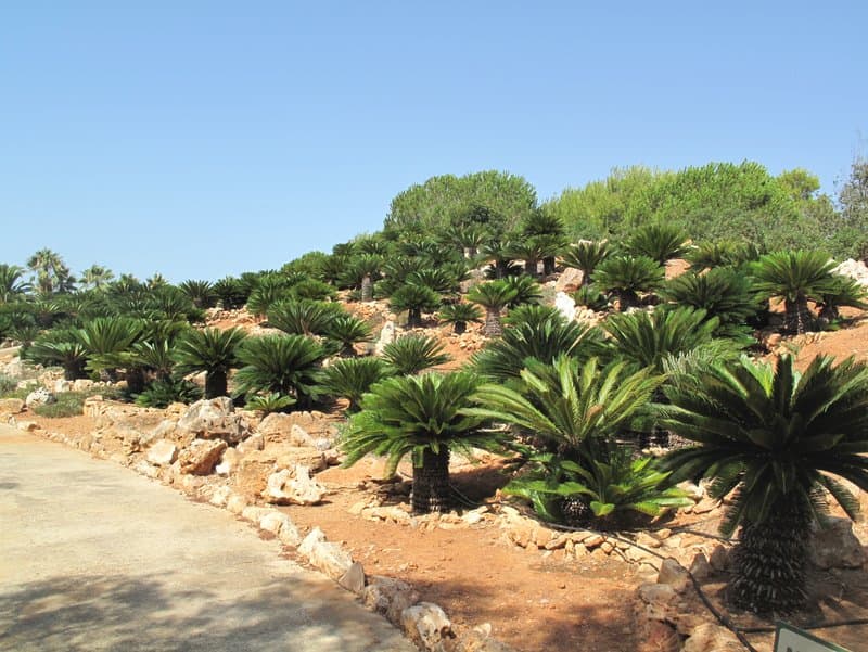 activities-botanicactus