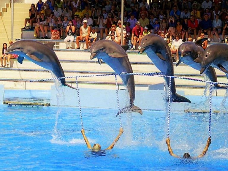 activities-marineland-mallorca