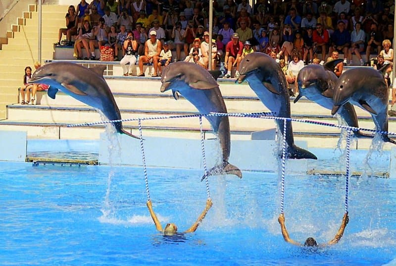 activities-marineland-mallorca